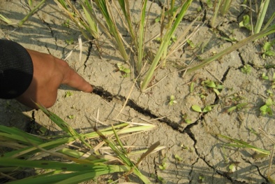 Nông dân 'héo' dần theo nắng hạn